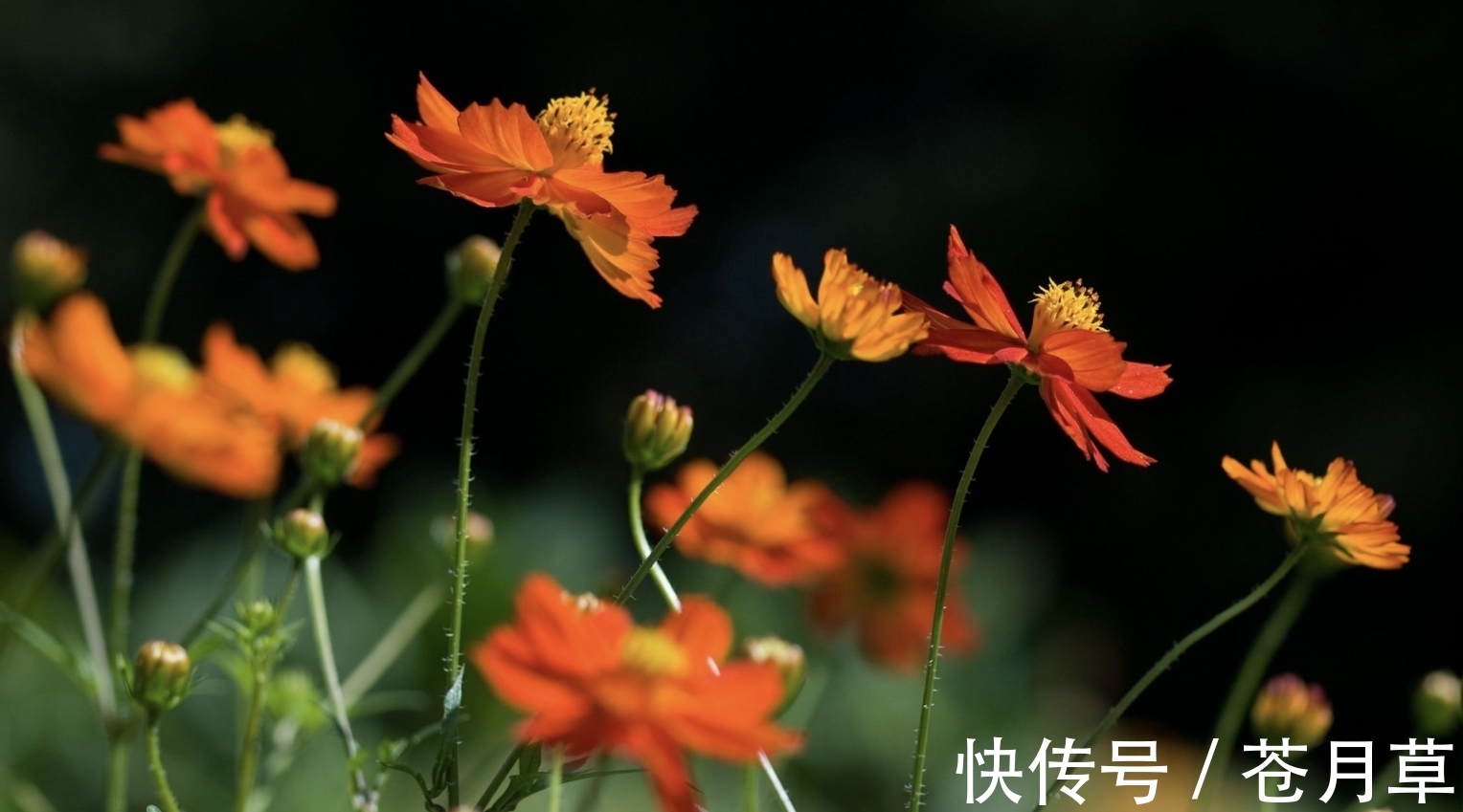 桃花|9月，红娘牵线，旧爱苏醒，3生肖说不清对错，兜兜转转，桃花助缘