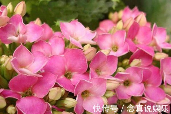 花色|丹麦盆栽花卉之冠圣诞伽蓝菜长寿花色丰富，理想的室内花卉