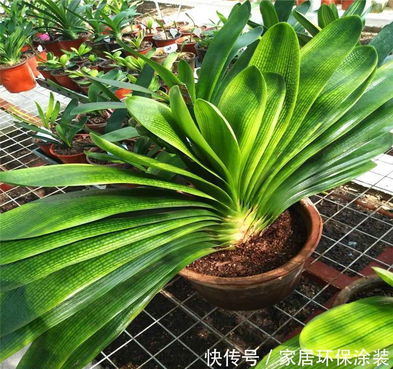 花盆|养君子兰,死记硬背5个要点,啥问题也没有,叶子油绿过年满花箭