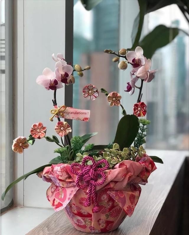 开花|蝴蝶兰难养不开花?教你我常用的4个“小窍门”,让它嗖嗖冒花苞