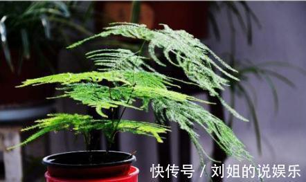 怎样能将文竹养的绿油油