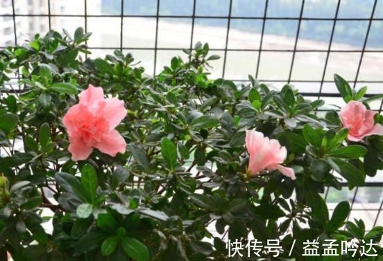 “玉米棒”还在扔往盆里一塞,等于“促花激素”,花开爆不停