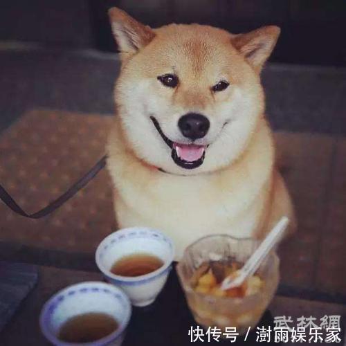 |搞笑杂谈老板说“这可是一只便衣警犬,很善于伪装身份的。”