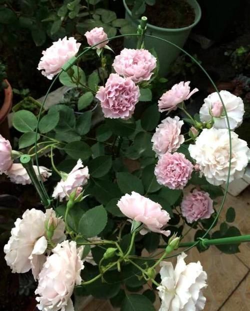 花苞|这个花一开就是300天,一笋能长20个花苞,种一棵四季有花赏!