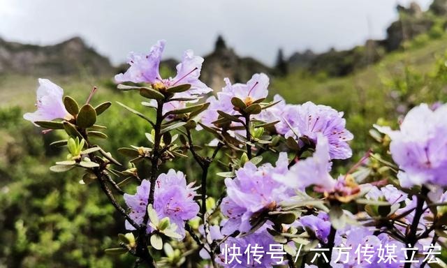 杜鹃花|青海夏季的山坡是这么的美丽，杜鹃花是最好的花