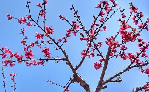 中年|春暖百花开，赏花正当时，蕉岭广福鹰嘴桃花吸引众多游客前往观赏