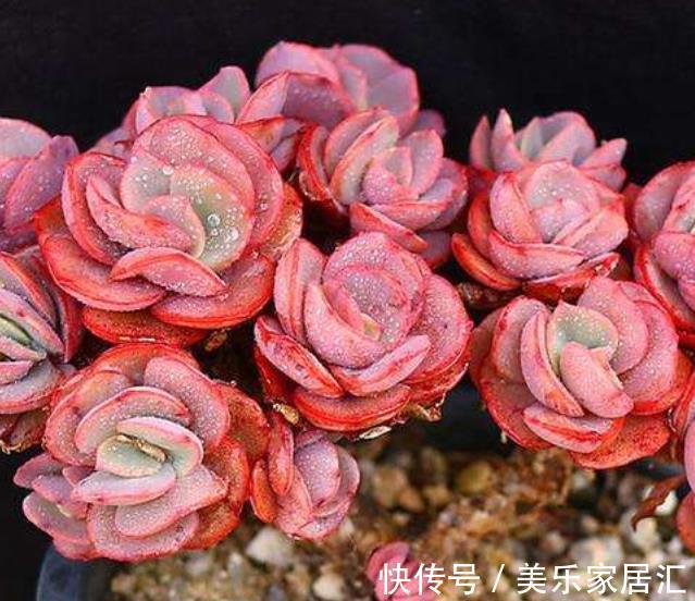 想要多肉秀妍长成悬崖桩?3个细节不容忽略,不然徒长又褪色