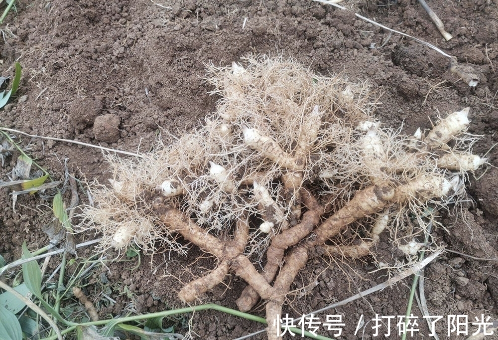 这种药草,很多人当花种,其根部十分珍贵,目前25元1斤