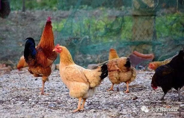 发展做出|民间常说“鸡是千日虫,再养就会穷”,究竟什么意思