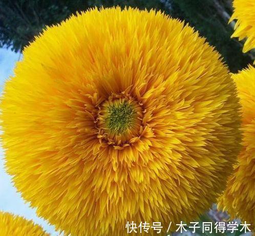 你见过最萌的植物都长什么样，此几种萌得不得了，快瞧瞧吧