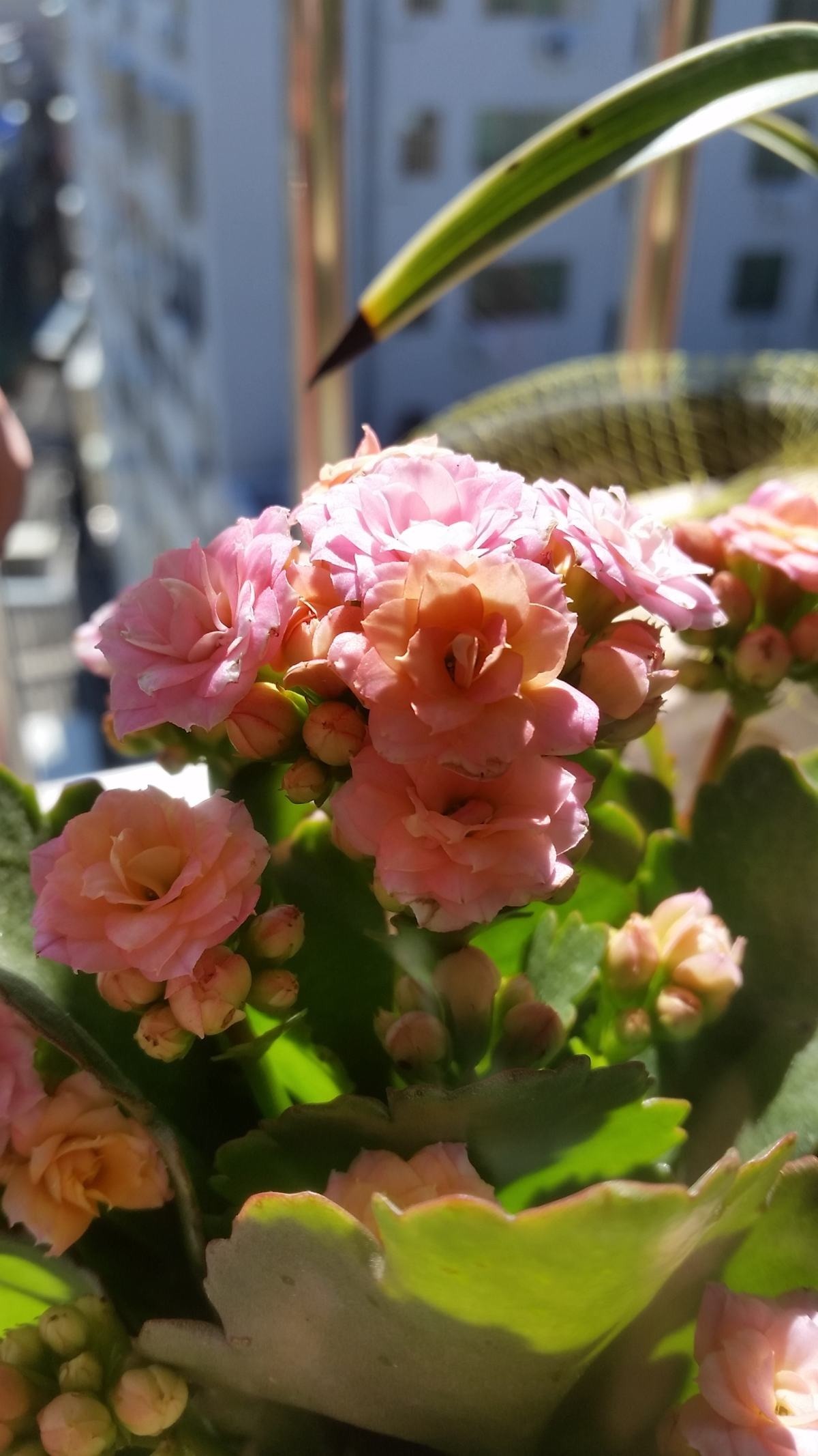 花花|长寿花现在还不冒花苞,赶紧用个“狠招”,很快就开花爆盆