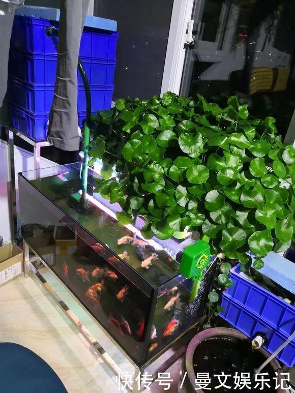 这4种花,不用土只用水,就能养成绿窗帘!