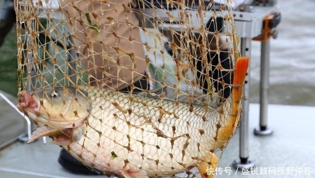 淡水鱼|这东西2块钱1斤,很适合钓鲤鱼,诱钓结合让鲤鱼乖乖上岸