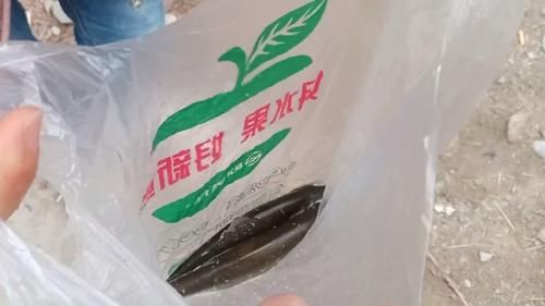 重庆一河道大量鱼群逆流而上，聚集在水坝下，市民：好多年没见了