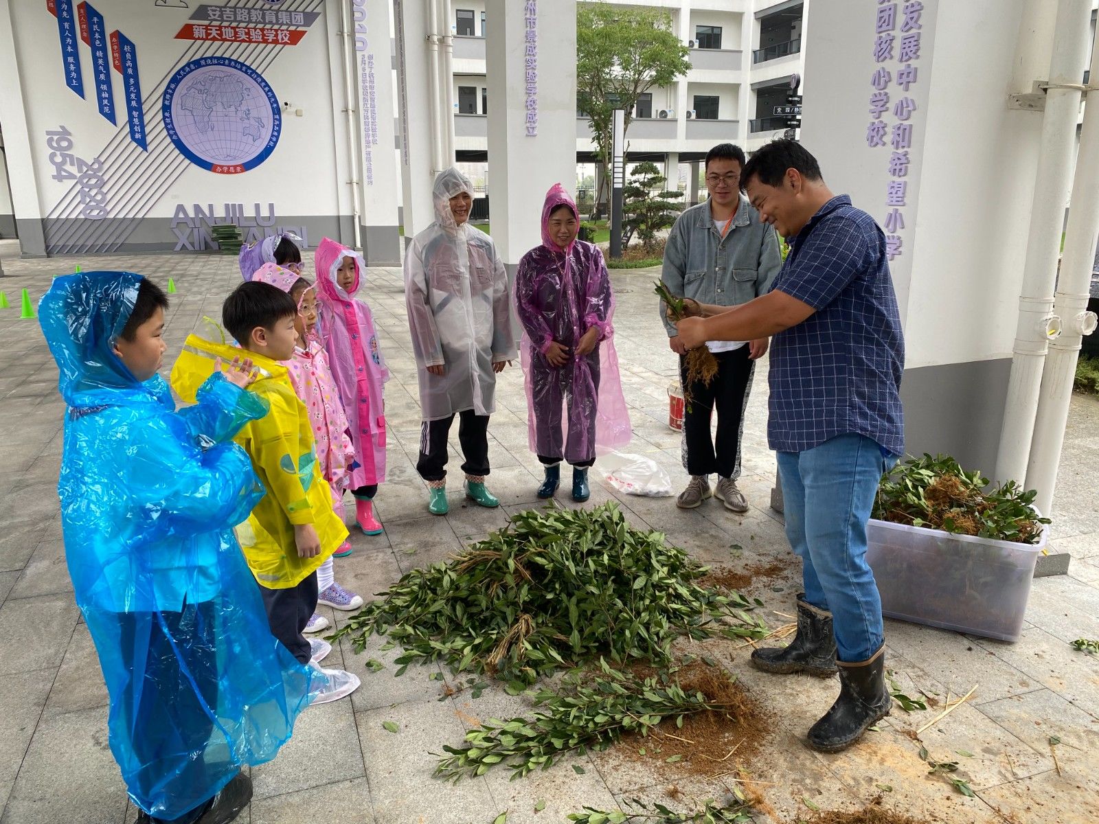 茶园|三千株“龙井43”茶苗住进了新天地实验学校，“新悦”茶园正式揭牌