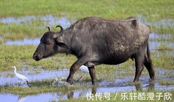 生肖|属牛人下半年运势如何最佳合作伙伴是谁可助你咸鱼翻身，前程似锦