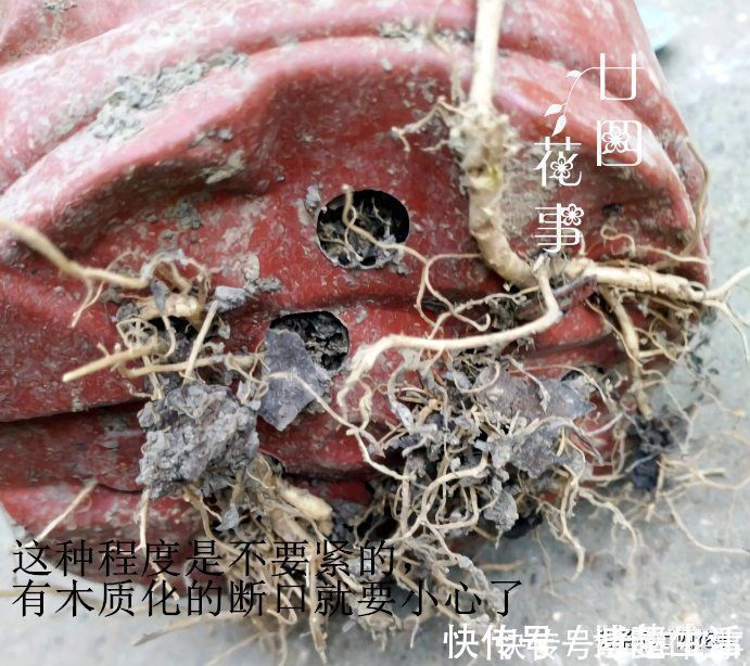 花盆|花贩子不小心说漏嘴的秘密：4种花再漂亮也别买，买了只会添堵