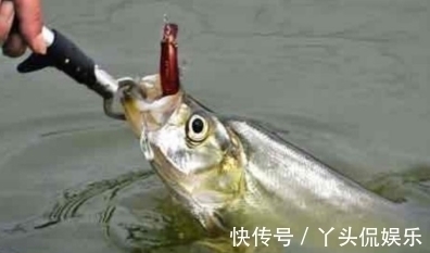 钓法|钓翘嘴想爆护?这种钓法简单又有效,咬钩的都是大货
