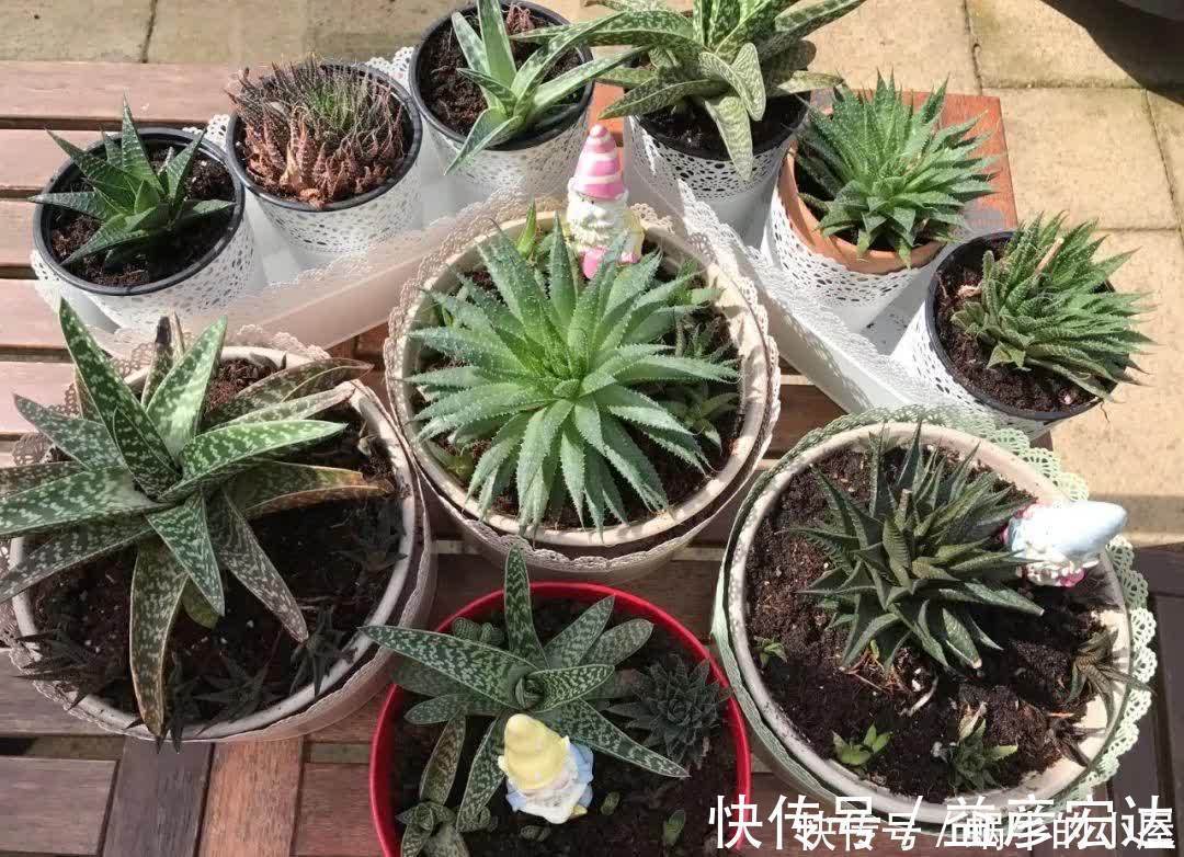 旺盛|松针怎么养花?有3种方法,盆土更肥沃了,花草旺盛