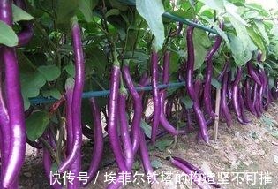 抗衰老|常吃茄子抗衰老又对身体好,但专家建议3类人尽量少吃茄子