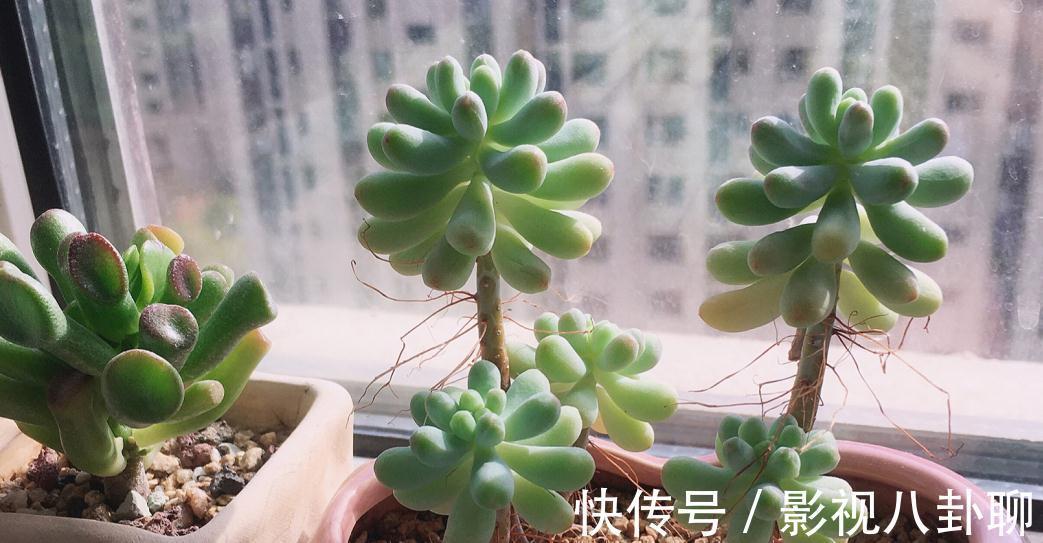 冬季|愁多肉“过冬难”,就抓紧做好这4件事,花友:今年盆栽特省心