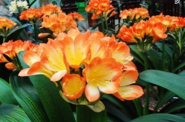 养君子兰做好关键这点,长得比大白菜还好,叶绿花艳一年开三次花