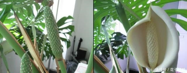 盆栽龟背竹的叶子又大亮,其实很简单,牢记这几点,轻松爆盆!