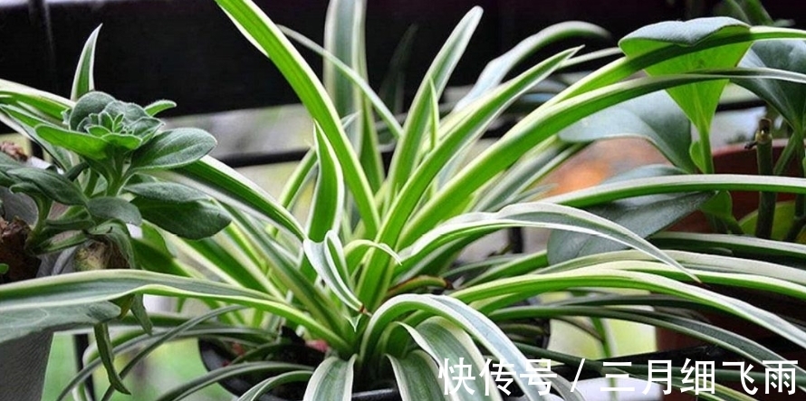 让8成养花新手都后悔的4个“妙招”,再看到别尝试