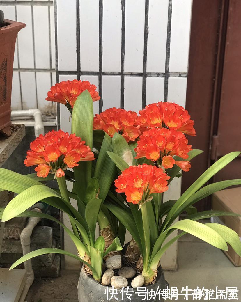 院子|院子一半强光一般阴凉，那就养这6种花，喜阳耐阴好养活