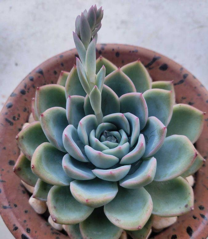 多肉植物度夏,有3招,到了秋天就变美,颜值更高了