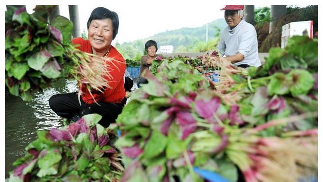 答案|同样是苋菜，红色和绿色哪个好？老菜农告诉你答案，以后别瞎买了