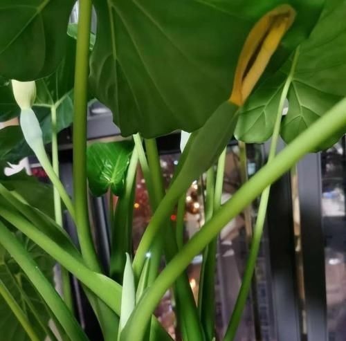 家庭养花,健康排在第一位,四种树随便放一种,吸甲醛效果强