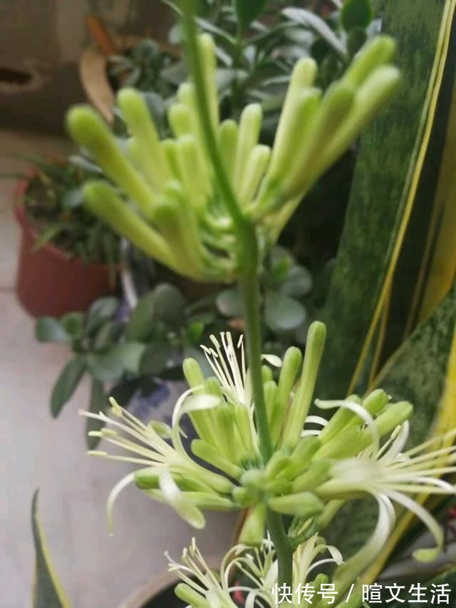 卧室养花就养这5种花,净化空气安心睡眠,好养又美丽