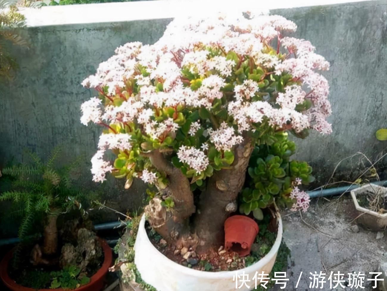 冬天养玉树,干养多晒更健壮,养成大腿粗的老桩,开满吉祥花