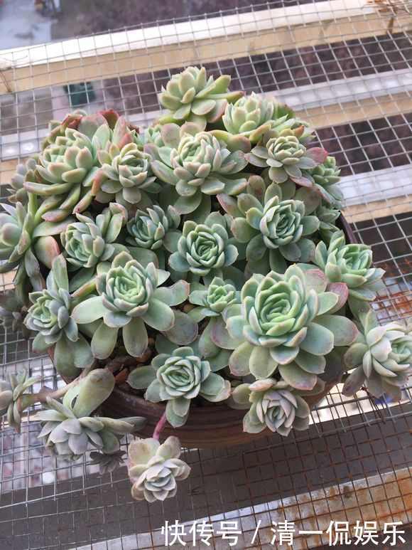 多肉|盆里加把灰，多肉一个月胖一圈，答案在这，其实很简单
