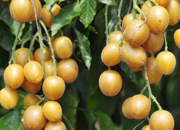 果酸|天然的“止咳药”找到了，每天一碗，化痰平喘，比吃药效果还好