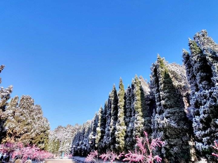 钟福生|齐鲁雪乡跑马岭景区昨晚下雪了