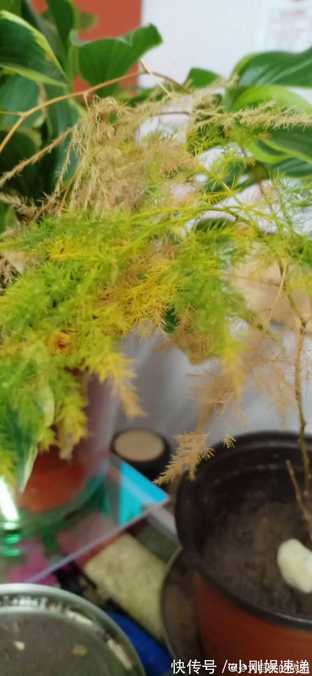 叶片|10种花特怕晒,越晒越黄叶,搬阴凉地儿才能活!