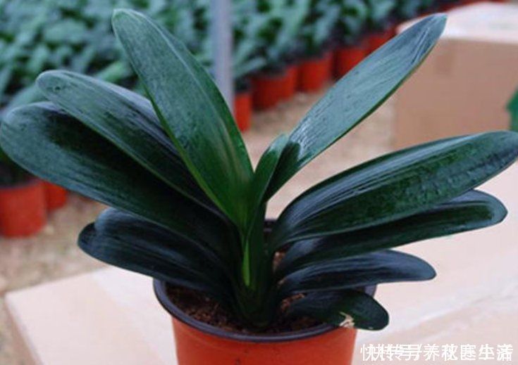 爆盆|阳台养君子兰,四季学会“巧浇水”,叶子绿油油,冬季开爆盆