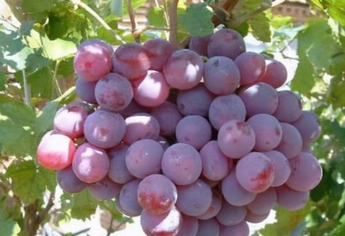 燃脂|秋天来了女性多减肥，常吃3种食物，排出毒素，燃脂瘦身身材苗条