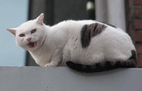 白猫被奶牛猫欺负 却有幸被人救助 从此天天 赖上 别人要食物 快资讯