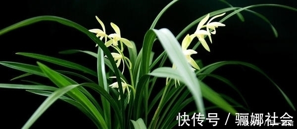 莲瓣兰|兰花的品种有很多,有的很名贵,你见过的有几种?