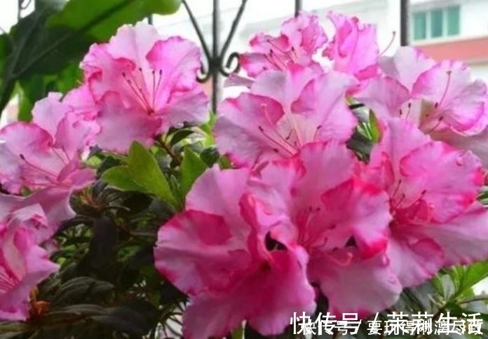 几款植物堪称懒人花,花期长易打理,盛开时繁花似锦,美轮美奂