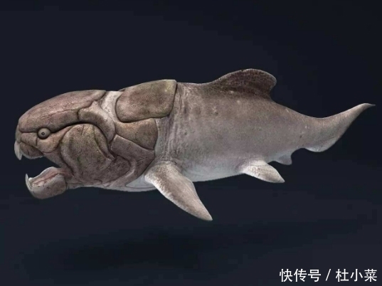 一口咬断鲨鱼 轻松撕裂轮船 海洋霸主邓氏鱼 到底有多牛 快资讯 一口咬断鲨鱼 轻松撕裂轮船 海洋霸主邓氏鱼 到底有多牛 快资讯