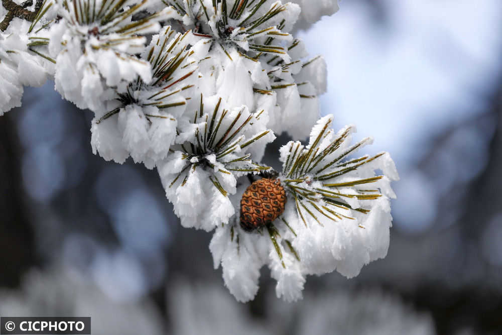 雪景|安徽黄山：小雪节气迎入冬初雪