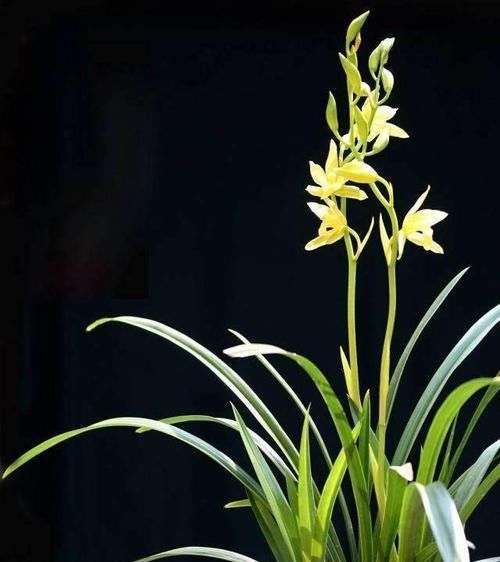 兰花|新手养兰花难吗？这样操作，一年后兰苗就爆满花盆，幽美淡雅