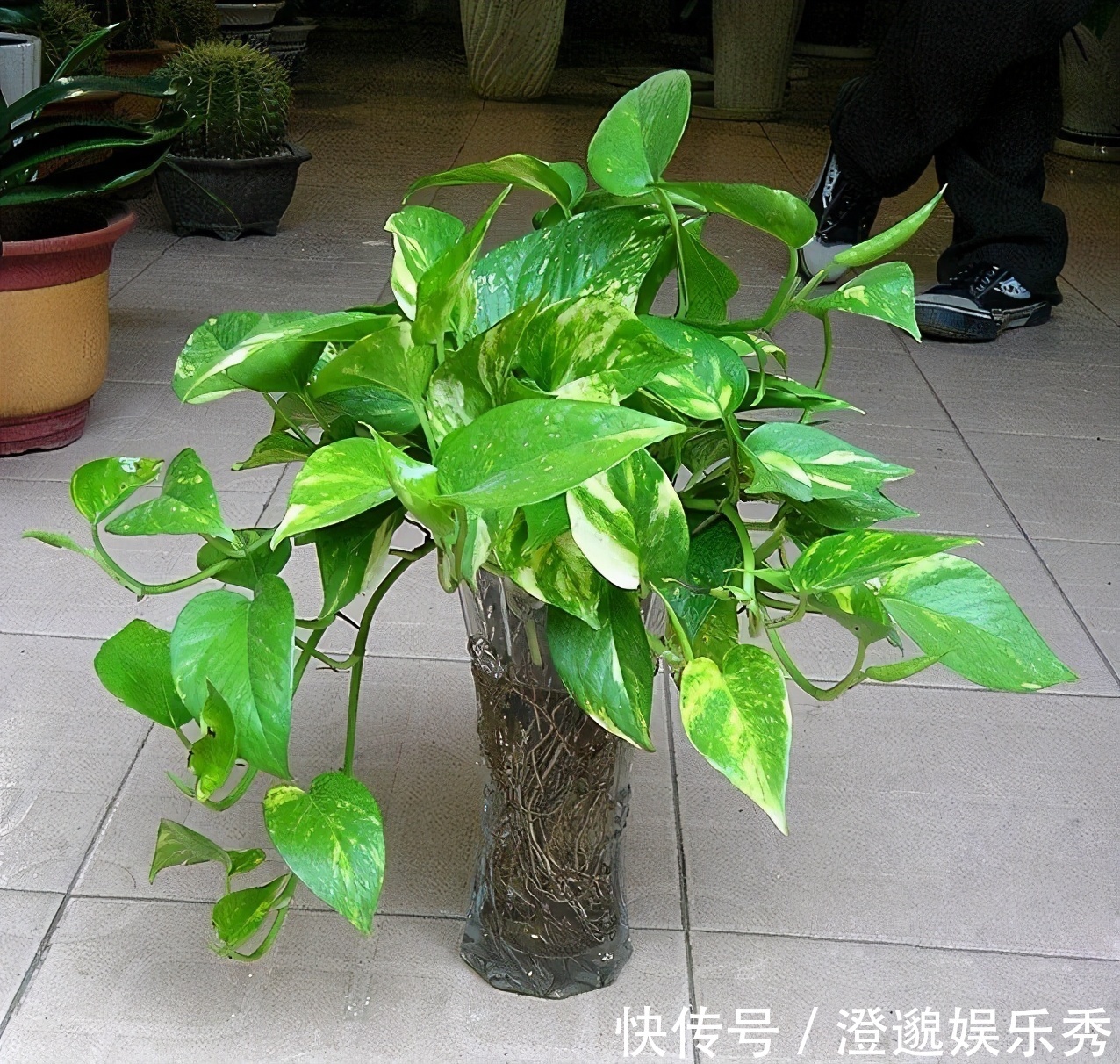 清新|家里有不用的瓶子，拿来水培3种绿植，简单好养清新漂亮