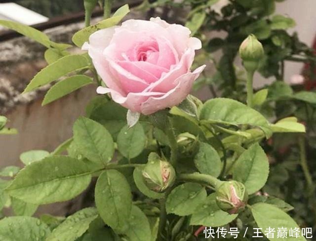 为何扦插月季,总成活不了这里送你一套“攻略”,栽种就靠它了!