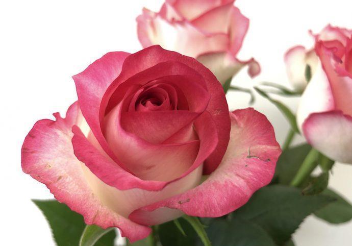 不像话|养花试试这几款,花苞也好,盛开也好,都美的不像话