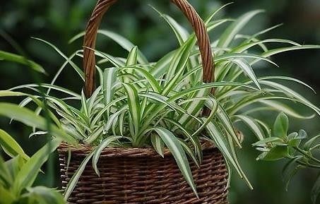 富贵竹|这5种植物,放置在家中百利而无一害!